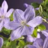 Bosrank (Clematis 'Mrs Cholmondeley') -Garden Plants Series Store clematis mrs. cholmondeley 2