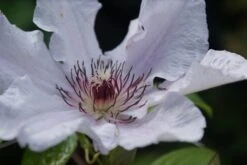 Bosrank (Clematis 'Snow Queen') -Garden Plants Series Store clematis snow queen