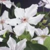 Bosrank (Clematis 'Snow Queen') 1 Bosrank (Clematis 'Snow Queen') -Garden Plants Series Store clematis snow queen 2