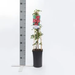 Bosrank (Clematis Viticella 'Rubra') -Garden Plants Series Store clematis vit. rubra 1