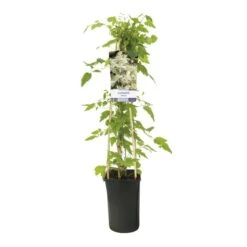 Bosrank (Clematis Vitalba) -Garden Plants Series Store clematis vitalba 944014 1
