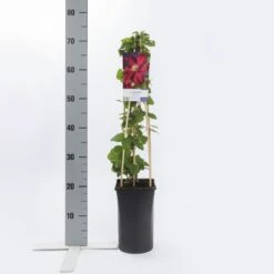 Bosrank (Clematis 'Voluceau') -Garden Plants Series Store clematis voluceau 1