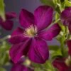 Bosrank (Clematis 'Voluceau') -Garden Plants Series Store clematis voluceau 2 1