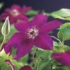 Bosrank (Clematis 'Westerplatte') -Garden Plants Series Store clematis westerplatte 2 1