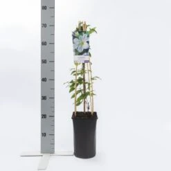 Bosrank (Clematis 'Yukikomachi') -Garden Plants Series Store clematis yukikomachi