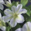 Bosrank (Clematis 'Yukikomachi') -Garden Plants Series Store clematis yukikomachi 2