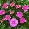 Klimroos (Rosa 'Parfum Royal') 1 Klimroos (Rosa 'Parfum Royal') -Garden Plants Series Store clg parfum royal2 1