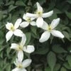 Bosrank (Clematis Montana 'Alba') -Garden Plants Series Store clmontan 1