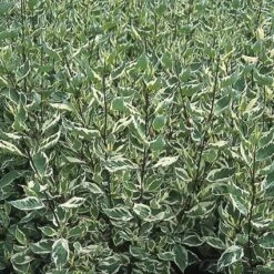 Bonte Kornoelje (Cornus Alba 'Elegantissima') -Garden Plants Series Store coaelega 3 1