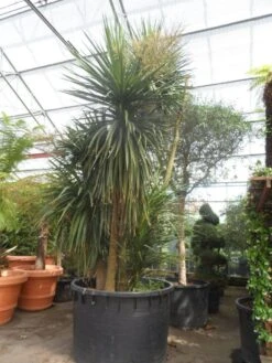 Cordyline (Cordyline Australis) -Garden Plants Series Store cordyline australis 300 400 c750 meerstammig