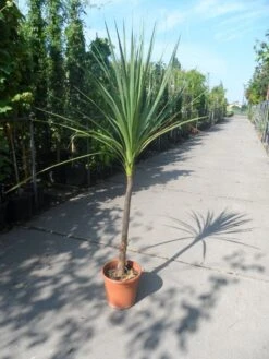 Cordyline (Cordyline Australis) -Garden Plants Series Store cordyline australis c10