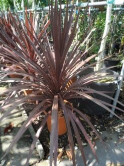 Cordyline (Cordyline Australis 'Atropurpurea') -Garden Plants Series Store cordyline australis red star c10