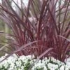 Cordyline (Cordyline 'Can Can') -Garden Plants Series Store cordyline cancan02 1