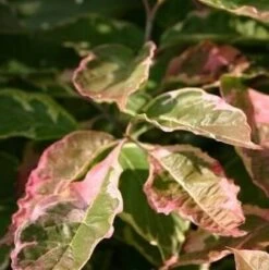 Kornoelje (Cornus Florida 'Cherokee Daybreak') -Garden Plants Series Store cornus florida cherokee daybraek