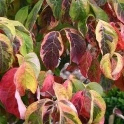 Kornoelje Op Stam (Cornus Florida 'Rainbow') -Garden Plants Series Store cornus florida rainbow