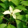 Kornoelje (Cornus Kousa 'Snowflake') -Garden Plants Series Store cornus kousa snowflake 1