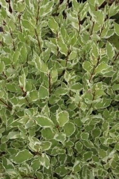 Bonte Kornoelje (Cornus Alba 'Elegantissima')