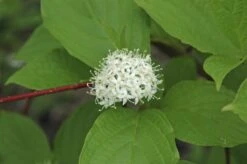 Reuzenkornoelje (Cornus Controversa) -Garden Plants Series Store cornus alba sibirica 1 1