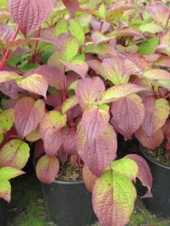 Kornoelje (Cornus Alba 'Sibirica') 13 Kornoelje (Cornus Alba 'Sibirica') -Garden Plants Series Store cornus alba sibirica 1