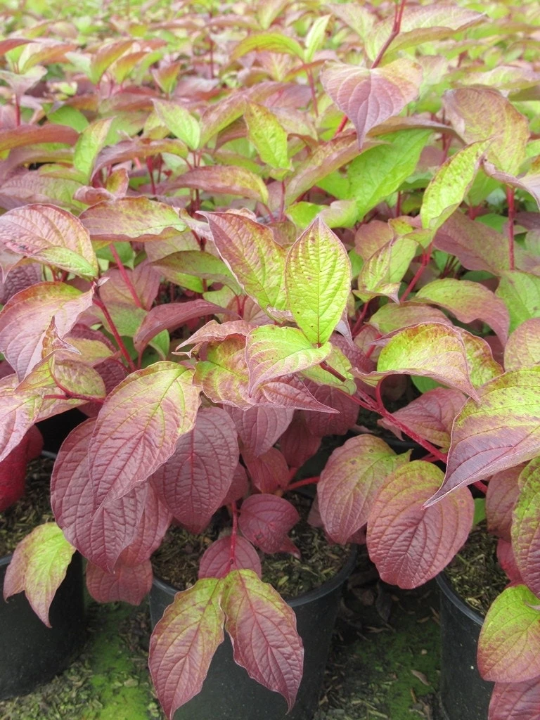 Kornoelje (Cornus Alba 'Sibirica') 8 Kornoelje (Cornus Alba 'Sibirica') - Image 6