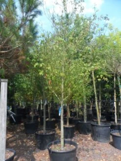 Kornoelje (Cornus Alternifolia) -Garden Plants Series Store cornus alternifolia 18 20 c160