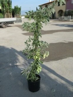 Kornoelje (Cornus Alternifolia 'Argentea') -Garden Plants Series Store cornus alternifolia argentea
