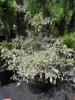 Kornoelje (Cornus Alternifolia 'Argentea') -Garden Plants Series Store cornus alternifolia argentea 100 125 c25