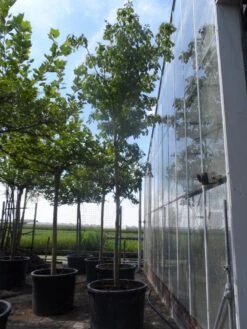 Reuzenkornoelje (Cornus Controversa) -Garden Plants Series Store cornus controversa 20 25ho c350