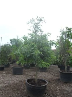 Reuzenkornoelje (Cornus Controversa) -Garden Plants Series Store cornus controversa halfstam c500