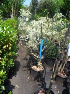 Reuzenkornoelje (Cornus Controversa 'Variegata') -Garden Plants Series Store cornus controversa variegata 125 150 c20