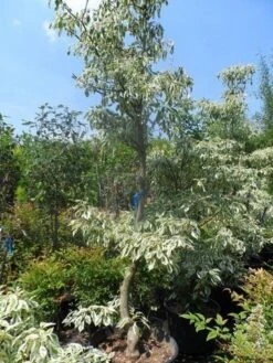 Reuzenkornoelje (Cornus Controversa 'Variegata') -Garden Plants Series Store cornus controversa variegata 175 200 250