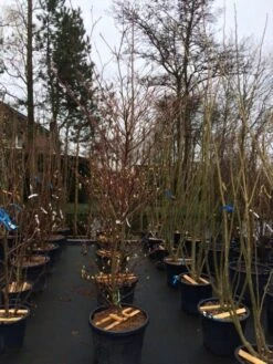 Reuzenkornoelje (Cornus Controversa 'Variegata') -Garden Plants Series Store cornus controversa variegata 2