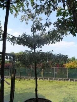 Reuzenkornoelje (Cornus Controversa 'Variegata') -Garden Plants Series Store cornus controversa variegata 250 300 c285