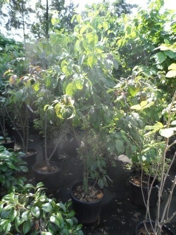 Amerikaanse Kornoelje (Cornus Florida 'Rubra') 11 Amerikaanse Kornoelje (Cornus Florida 'Rubra') - Image 9