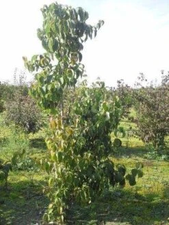 Amerikaanse Kornoelje (Cornus Florida 'Rubra') 18 Amerikaanse Kornoelje (Cornus Florida 'Rubra') -Garden Plants Series Store cornus florida 180 2