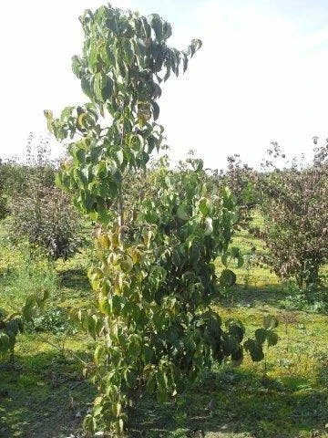 Amerikaanse Kornoelje (Cornus Florida 'Rubra') 9 Amerikaanse Kornoelje (Cornus Florida 'Rubra') - Image 7