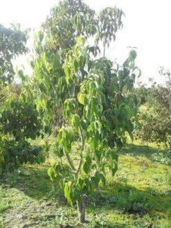 Amerikaanse Kornoelje (Cornus Florida 'Rubra') 21 Amerikaanse Kornoelje (Cornus Florida 'Rubra') -Garden Plants Series Store cornus florida 180 3 2