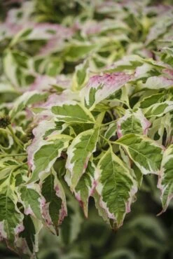 Kornoelje (Cornus Florida 'Cherokee Daybreak') -Garden Plants Series Store cornus florida cherokee daybreak 1