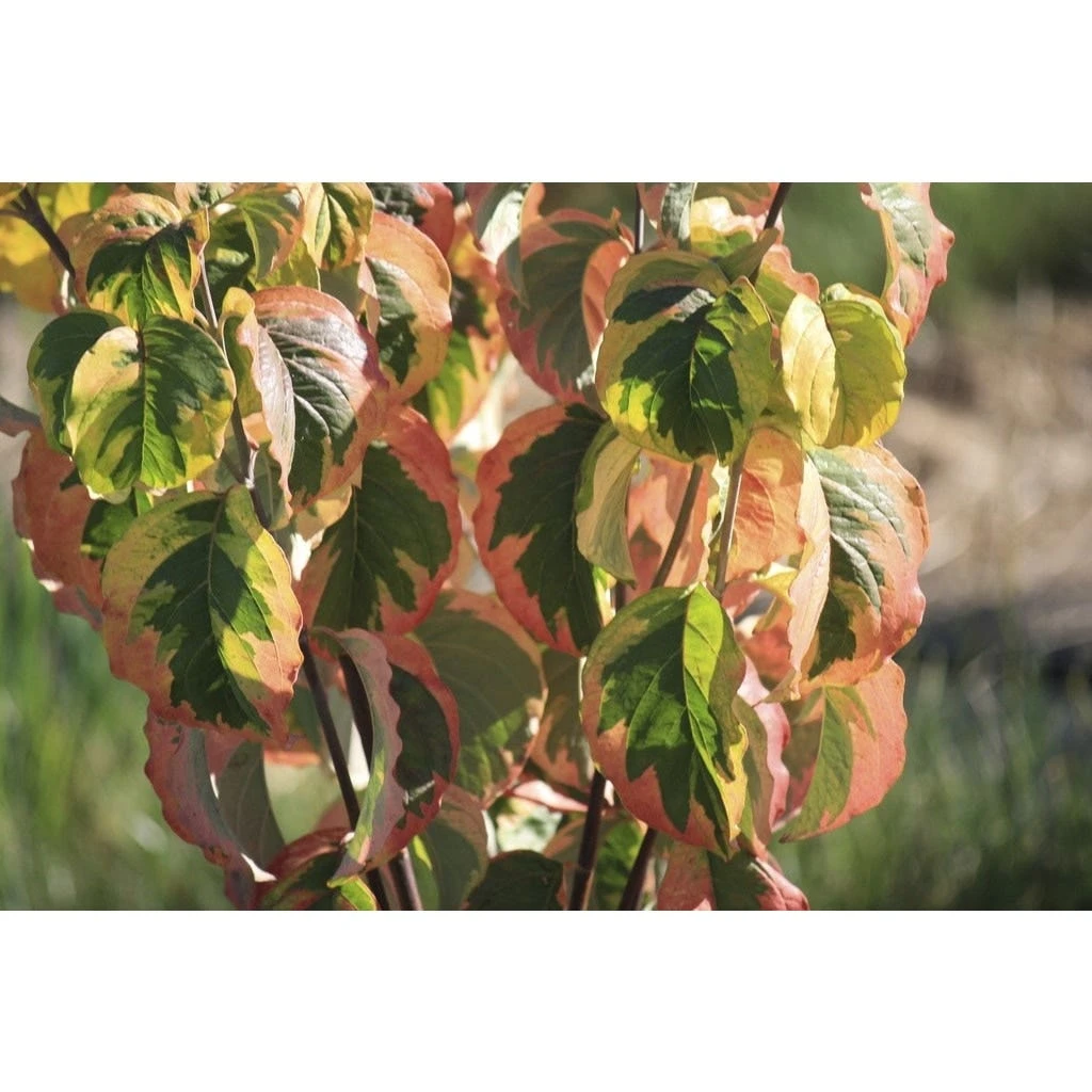 Kornoelje (Cornus Florida 'Rainbow') 3 Kornoelje (Cornus Florida 'Rainbow')
