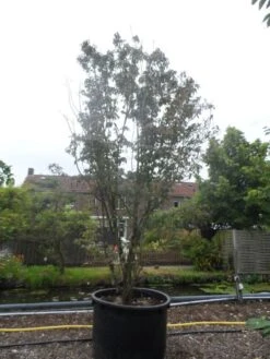 Amerikaanse Kornoelje (Cornus Florida 'Rubra') 17 Amerikaanse Kornoelje (Cornus Florida 'Rubra') -Garden Plants Series Store cornus florida rubra 400 500 c750