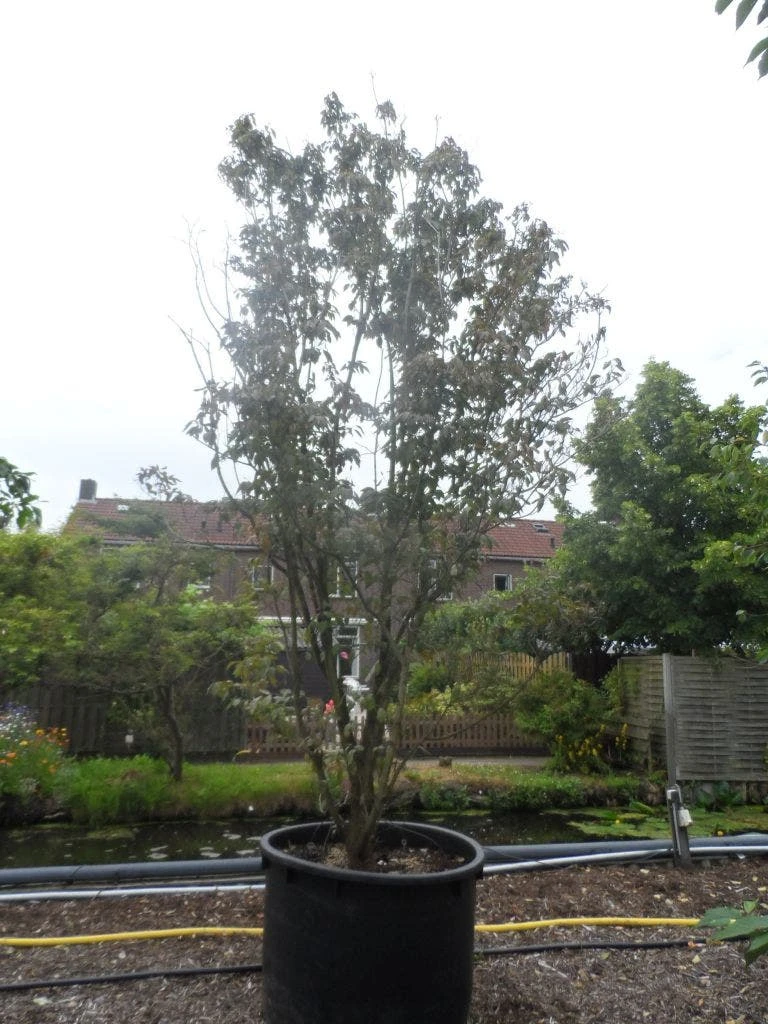 Amerikaanse Kornoelje (Cornus Florida 'Rubra') 8 Amerikaanse Kornoelje (Cornus Florida 'Rubra') - Image 6