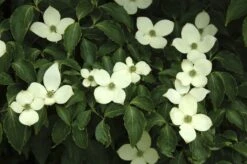 Japanse Kornoelje (Cornus Kousa)