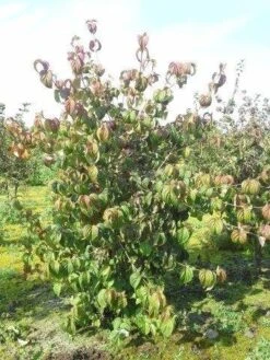 Kornoelje (Cornus Kousa 'China Girl') -Garden Plants Series Store cornus kousa 180 2