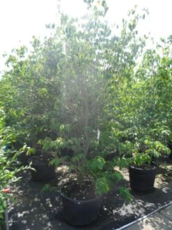 Kornoelje (Cornus Kousa 'China Girl') -Garden Plants Series Store cornus kousa china girl 200 250 c90