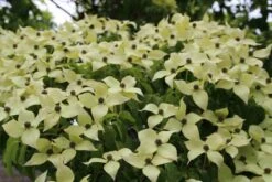 Kornoelje (Cornus Kousa 'China Girl') -Garden Plants Series Store cornus kousa china girl 3