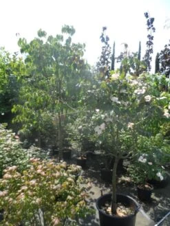 Japanse Kornoelje (Cornus Kousa) -Garden Plants Series Store cornus kousa in soorten halfstam c50