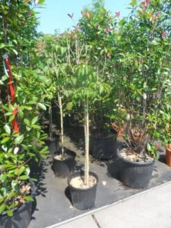 Japanse Kornoelje (Cornus Kousa) -Garden Plants Series Store cornus kousa satomi 100stam c20