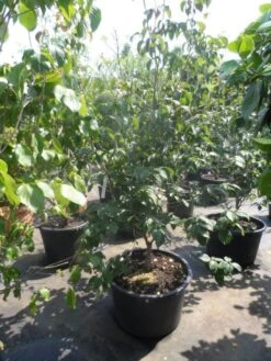 Japanse Kornoelje (Cornus Kousa) -Garden Plants Series Store cornus kousa satomi 150 175 200