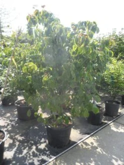 Japanse Kornoelje (Cornus Kousa) -Garden Plants Series Store cornus kousa satomi 200 225 1