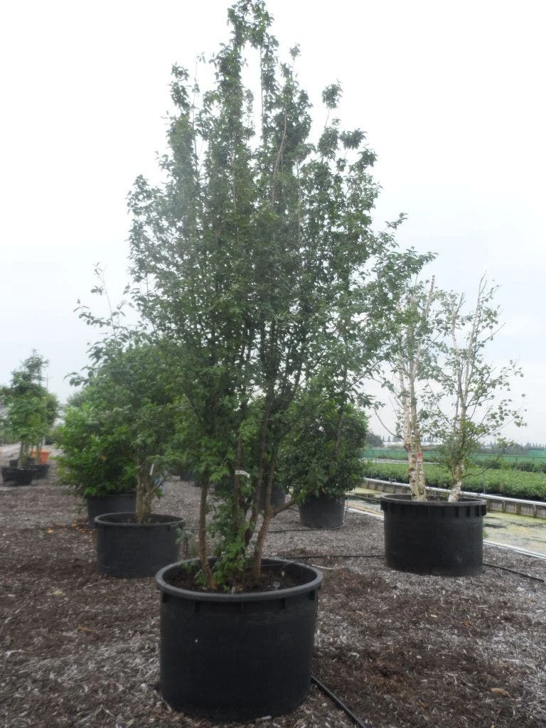 Gele Kornoelje (Cornus Mas) 6 Gele Kornoelje (Cornus Mas) - Image 4